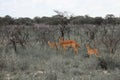 Huge family herd impala grazing in the field in the Etosha P