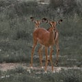 Huge family herd springbok grazing in the bushes in the Etos