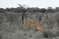 Huge family herd springbok grazing in the field in the Etosh