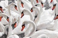 Huge family of swans gathering on lake,  pattern Royalty Free Stock Photo