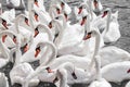 Huge family of swans gathering on lake,  pattern Royalty Free Stock Photo