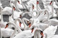 Huge family of swans gathering on lake,  pattern Royalty Free Stock Photo