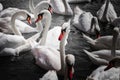 Huge family of swans gathering on lake,  pattern Royalty Free Stock Photo