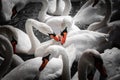 Huge family of swans gathering on lake,  pattern Royalty Free Stock Photo