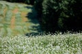 Huge farm fields on the hills are separated by forest strips. A blooming field of buckwheat. Agricultural lands in the Ternopil Royalty Free Stock Photo