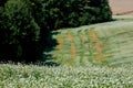 Huge farm fields on the hills are separated by forest strips. A blooming field of buckwheat. Agricultural lands in the Ternopil Royalty Free Stock Photo