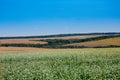 Huge farm fields on the hills are separated by forest strips. A blooming field of buckwheat. Agricultural lands in the Ternopil Royalty Free Stock Photo