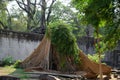 Giant cutted banyan tree trunk coming into leaf again in jungle of Cambodia. Symbol of hope for invalide environment.