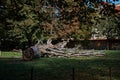 a huge felled tree in an autumn park Royalty Free Stock Photo