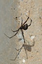 The huge female and tiny male brown widow button spiders Royalty Free Stock Photo