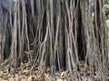 A huge ficus elastic tree full of aggressive roots on an autumn day