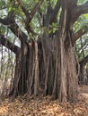 A huge ficus elastic tree full of aggressive roots on an autumn day
