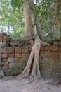 A huge ficus grows on the old stone wall. The tree destroys the ancient stone wall with its roots