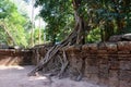 A huge ficus grows on the old stone wall. The tree destroys the ancient stone wall with its roots