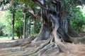 Huge ficus tree in Antonio Borges park, Ponta Delgada, Azores islands