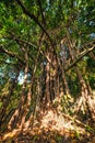 Huge ficus tree in jungle forest