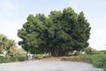 Huge ficus tree in Oman Royalty Free Stock Photo