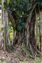Huge ficus tree with vines and aerial roots close up