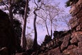 Huge ficus trees grow among the ancient Khmer ruins. Fragments of ancient stone buildings