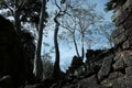 Huge ficus trees grow among the ancient Khmer ruins. Fragments of ancient stone buildings