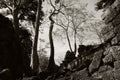 Huge ficus trees grow among the ancient Khmer ruins. Fragments of ancient stone buildings