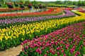 A huge field of bright, blooming tulips in the city park