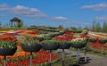 A huge field of bright, blooming tulips in the city park