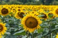 A huge field with bright blooming yellow sunflowers. Autumn harvest, abundance, natural products.
