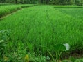 A huge field is a combination of paddy trees and paddy