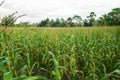 Huge Field of Corn Plants Royalty Free Stock Photo