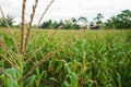 Huge Field of Corn Plants Royalty Free Stock Photo