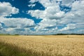 Field of triticale and clouds on sky Royalty Free Stock Photo