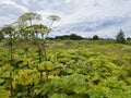 Huge field of poisonous cow parsnip hogweed. Dangerous plant grows with alarming rate, displaces meadow grass