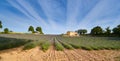 Huge Field of rows of lavender in France, Valensole, Cote Dazur-Alps-Provence, purple flowers, green stems, combed beds Royalty Free Stock Photo