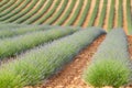 Huge Field of rows of lavender in France, Valensole, Cote Dazur-Alps-Provence, purple flowers, green stems, combed beds Royalty Free Stock Photo