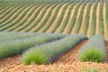 Huge Field of rows of lavender in France, Valensole, Cote Dazur-Alps-Provence, purple flowers, green stems, combed beds Royalty Free Stock Photo