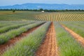 Huge Field of rows of lavender in France, Valensole, Cote Dazur-Alps-Provence, purple flowers, green stems, combed beds Royalty Free Stock Photo