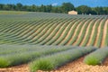 Huge Field of rows of lavender in France, Valensole, Cote Dazur-Alps-Provence, purple flowers, green stems, combed beds Royalty Free Stock Photo