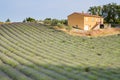 Huge Field of rows of lavender in France, Valensole, Cote Dazur-Alps-Provence, purple flowers, green stems, combed beds Royalty Free Stock Photo