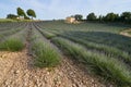 Huge Field of rows of lavender in France, Valensole, Cote Dazur-Alps-Provence, purple flowers, green stems, combed beds Royalty Free Stock Photo