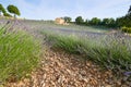 Huge Field of rows of lavender in France, Valensole, Cote Dazur-Alps-Provence, purple flowers, green stems, combed beds Royalty Free Stock Photo