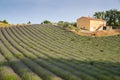 Huge Field of rows of lavender in France, Valensole, Cote Dazur-Alps-Provence, purple flowers, green stems, combed beds Royalty Free Stock Photo