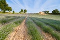 Huge Field of rows of lavender in France, Valensole, Cote Dazur-Alps-Provence, purple flowers, green stems, combed beds Royalty Free Stock Photo