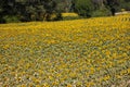 Huge field of sunflowers fill the frame in France Royalty Free Stock Photo