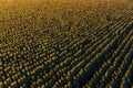 A huge field of yellow sunflowers on a summer day