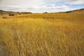 Huge fields with a dry grass