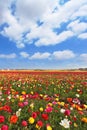 Huge fields of large colorful buttercups Royalty Free Stock Photo