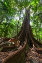 Huge fig tree roots in a rainforest. Royalty Free Stock Photo