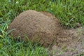 Huge Fire Ant Solenopsis Dirt Mound in Lawn in Morgan County Alabama USA