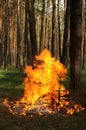 Huge fire in a forest made by someone. Big flame for picnic time in spring Royalty Free Stock Photo